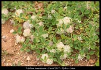 Trifolium-tomentosum